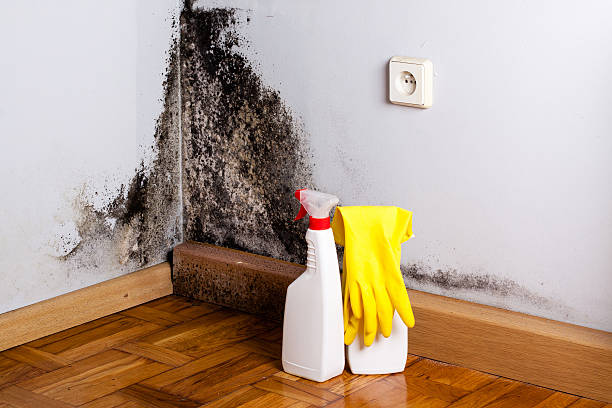 Best Emergency Mold Removal  in USA